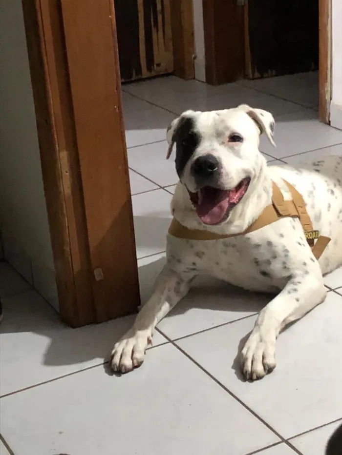 Cachorro raça Pit-Bull idade 6 ou mais anos nome Thor