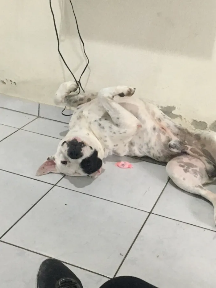 Cachorro raça Pit-Bull idade 6 ou mais anos nome Thor