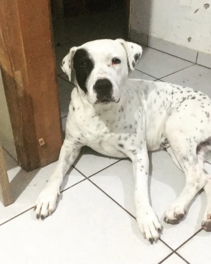 Cachorro raça Pit-Bull idade 6 ou mais anos nome Thor