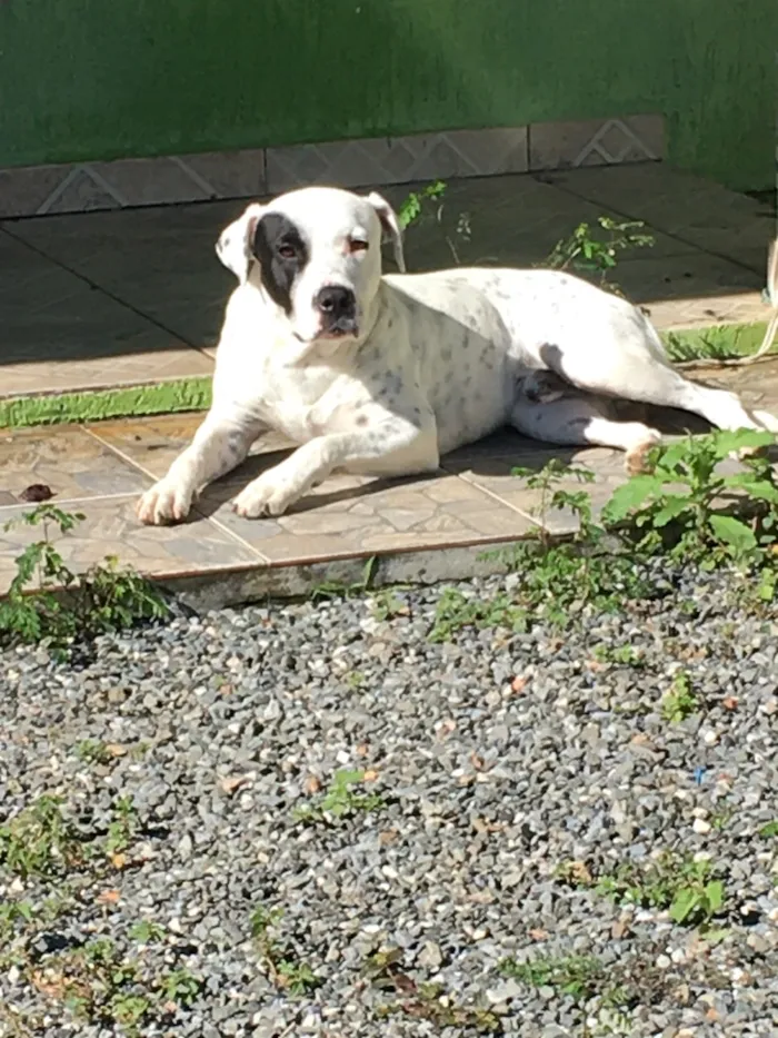 Cachorro raça Pit-Bull idade 6 ou mais anos nome Thor
