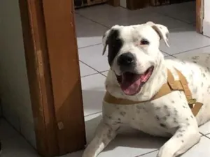 Cachorro raça Pit-Bull idade 6 ou mais anos nome Thor