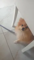 yoda