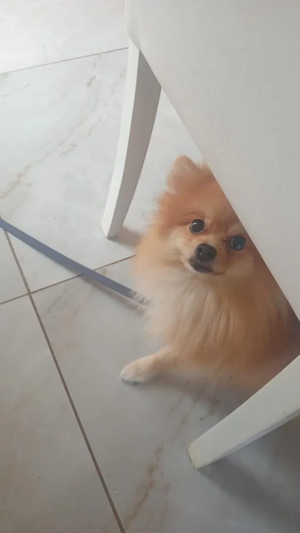 Cachorro raça Shitzu idade 1 ano nome yoda