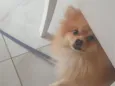 yoda