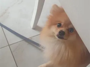 Cachorro raça Shitzu idade 1 ano nome yoda