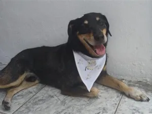 Cachorro raça SRD-ViraLata idade 6 ou mais anos nome Mario 