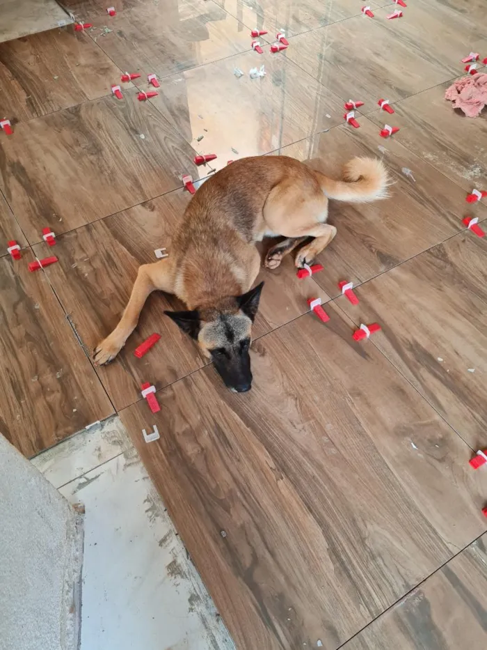 Cachorro raça Pastor Alemão idade 4 anos nome kalel