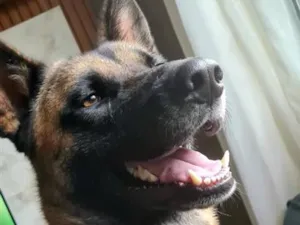Cachorro raça Pastor Alemão idade 4 anos nome kalel
