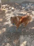 Apollo