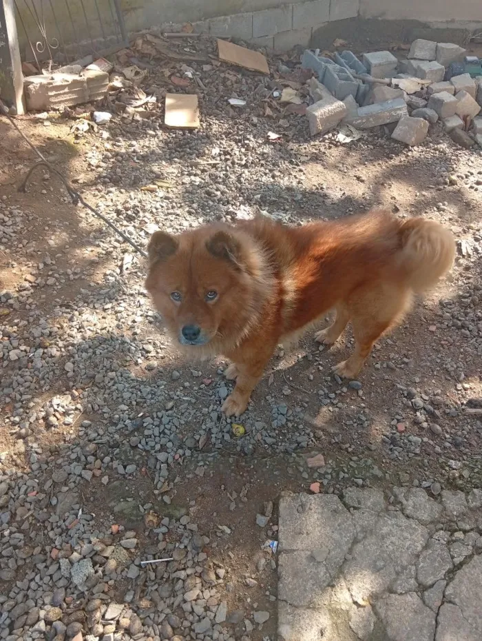 Cachorro raça Rottweiler idade 3 anos nome Apollo