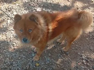 Cachorro raça Rottweiler idade 3 anos nome Apollo