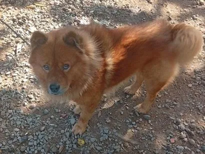 Cachorro raça Rottweiler idade 3 anos nome Apollo