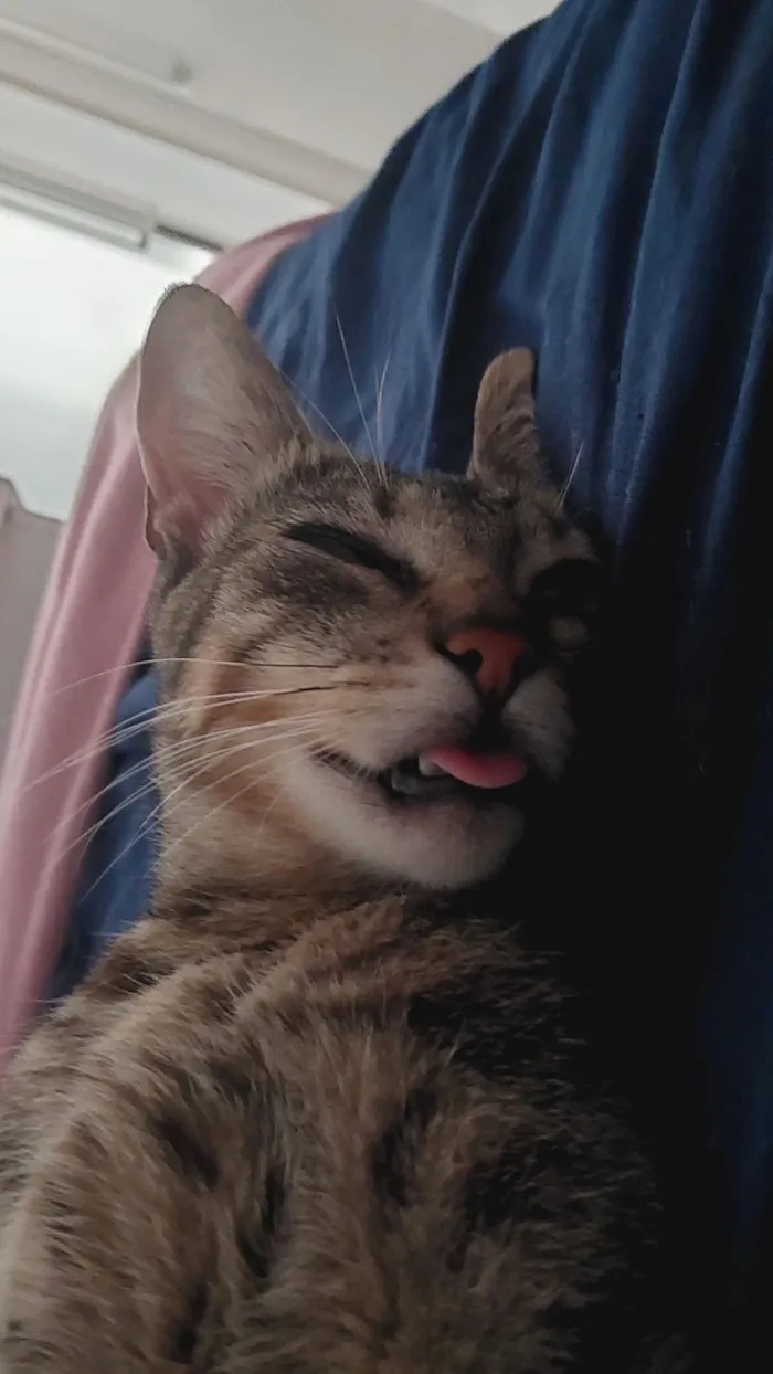 Gato raça SRD-ViraLata idade 1 ano nome Tina