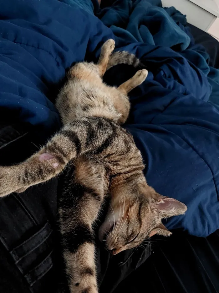 Gato raça SRD-ViraLata idade 1 ano nome Tina
