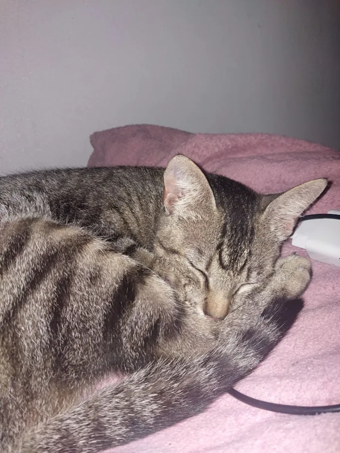 Gato raça SRD-ViraLata idade 1 ano nome Tina