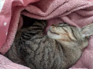 Gato raça SRD-ViraLata idade 1 ano nome Tina