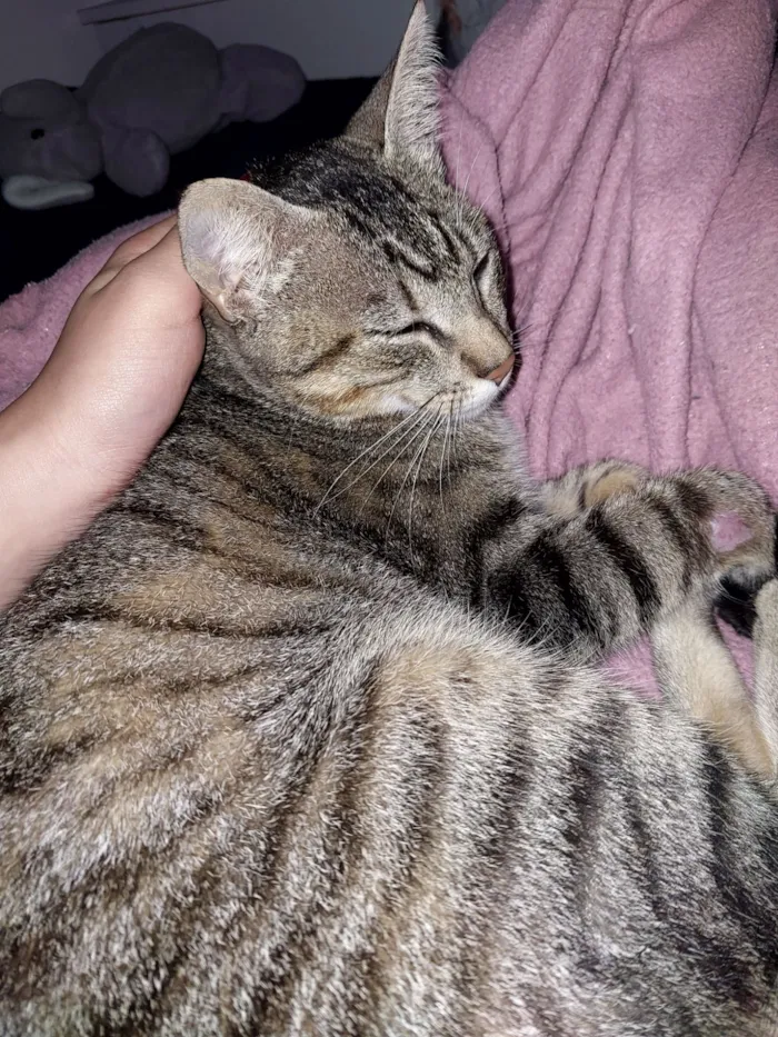 Gato raça SRD-ViraLata idade 1 ano nome Tina