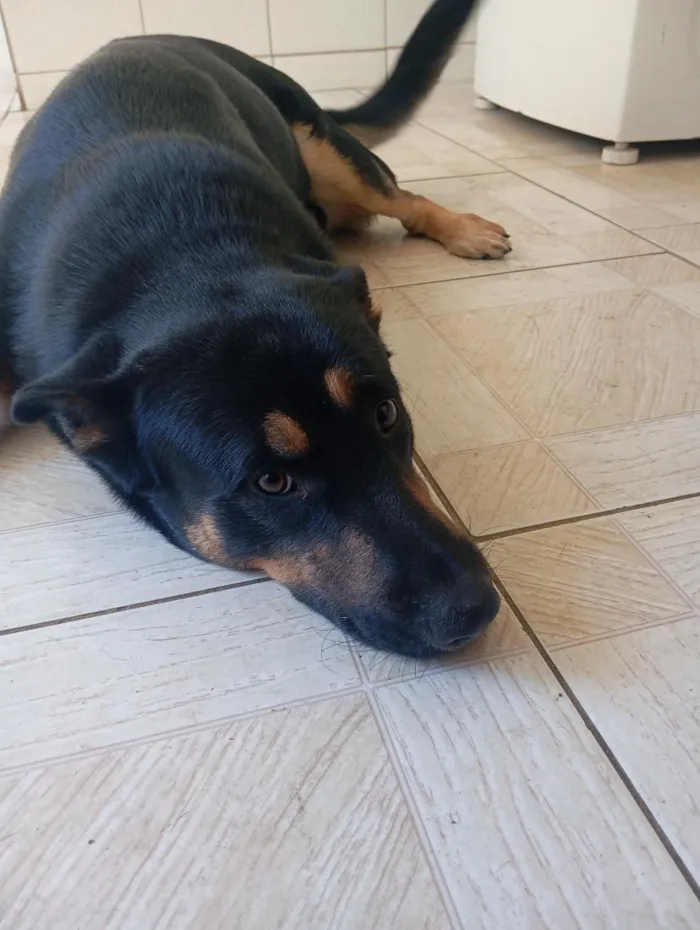 Cachorro raça Pastor Alemão idade 3 anos nome Sadan