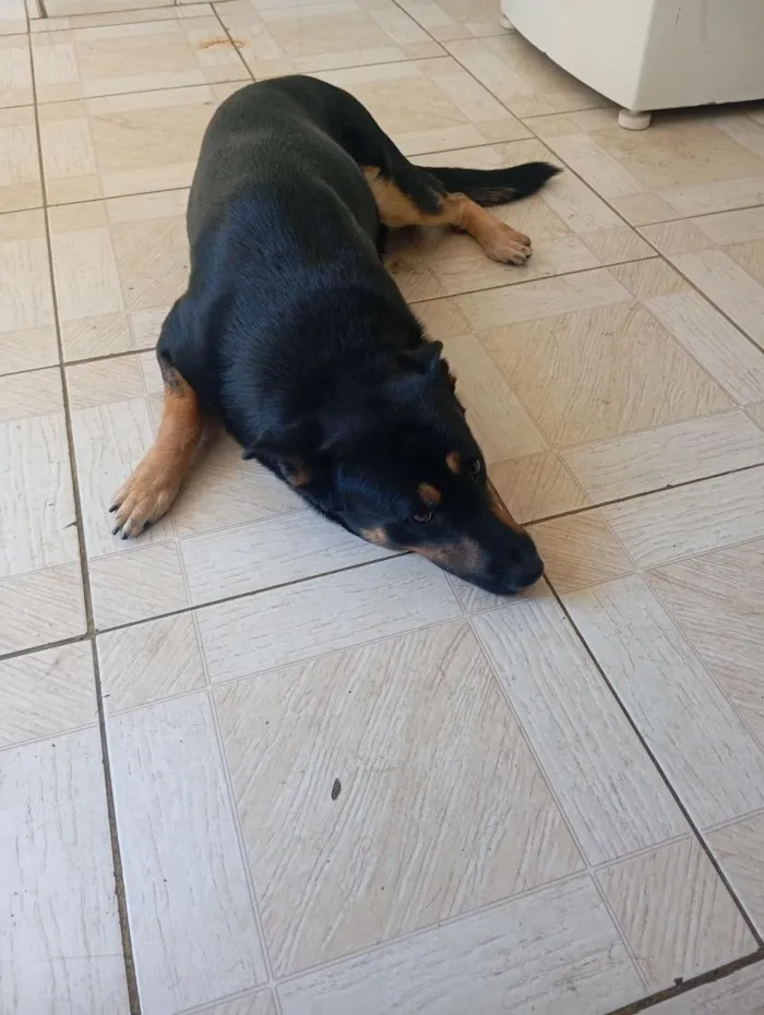 Cachorro raça Pastor Alemão idade 3 anos nome Sadan