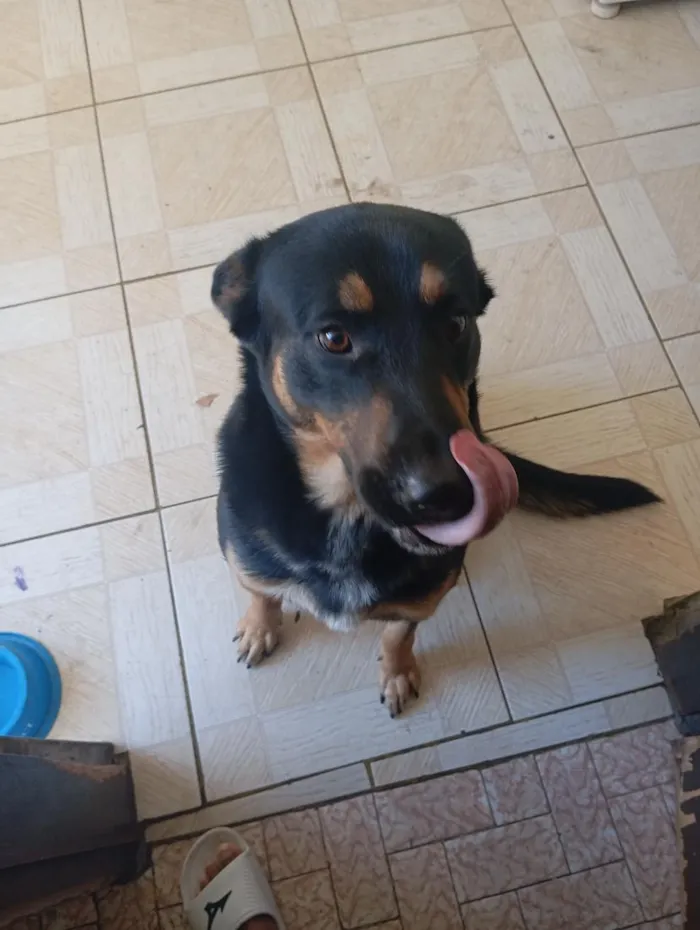 Cachorro raça Pastor Alemão idade 3 anos nome Sadan