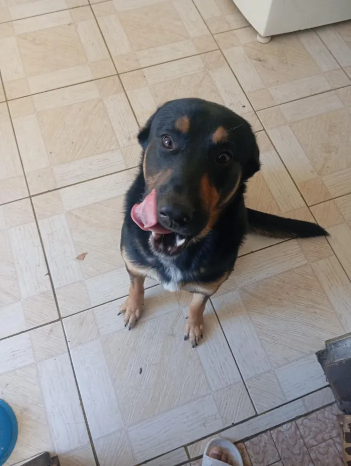Cachorro raça Pastor Alemão idade 3 anos nome Sadan
