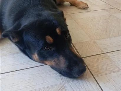 Cachorro raça Pastor Alemão idade 3 anos nome Sadan