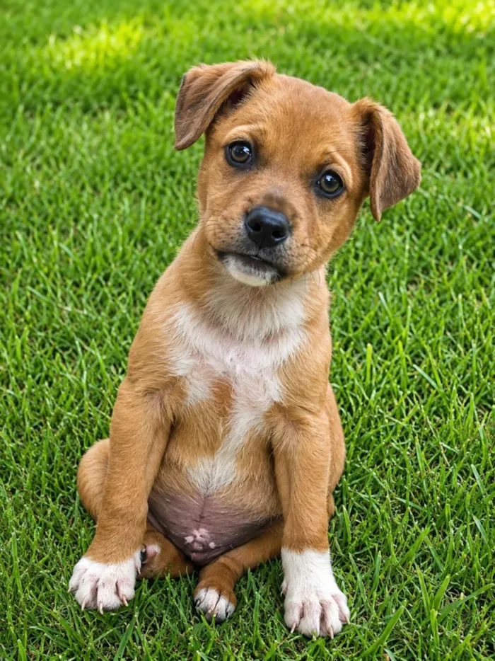 Cachorro raça SRD-ViraLata idade 2 a 6 meses nome Leonel Jr