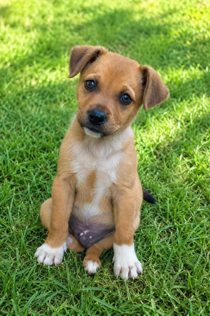Cachorro raça SRD-ViraLata idade 2 a 6 meses nome Leonel Jr