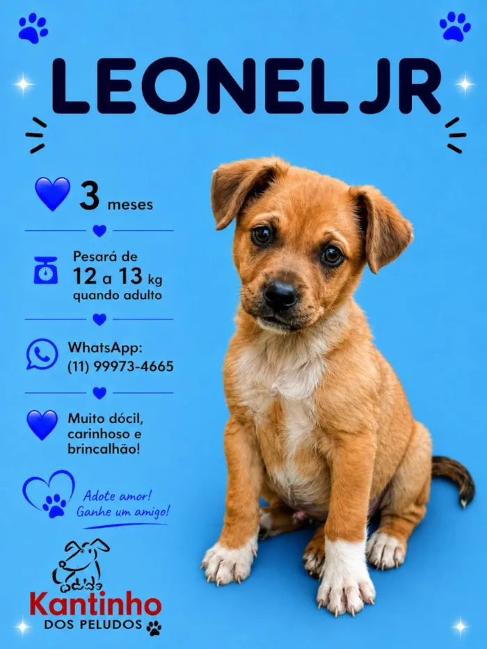 Cachorro raça SRD-ViraLata idade 2 a 6 meses nome Leonel Jr