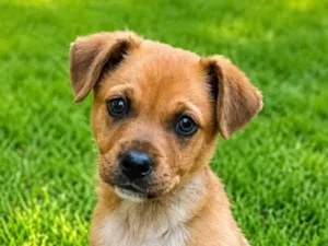 Cachorro raça SRD-ViraLata idade 2 a 6 meses nome Leonel Jr