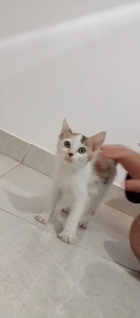 Gato raça SRD-ViraLata idade 2 a 6 meses nome sem nome