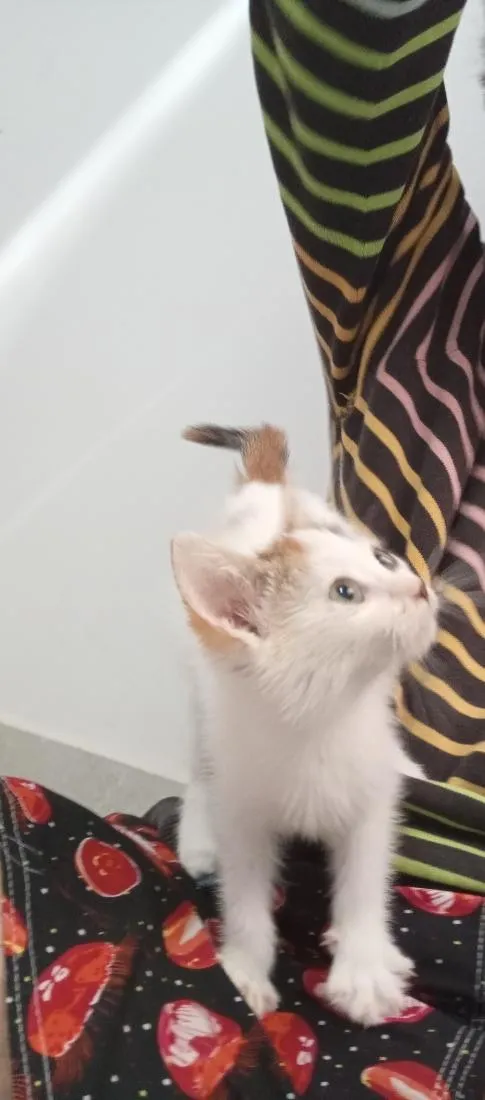 Gato raça SRD-ViraLata idade 2 a 6 meses nome sem nome
