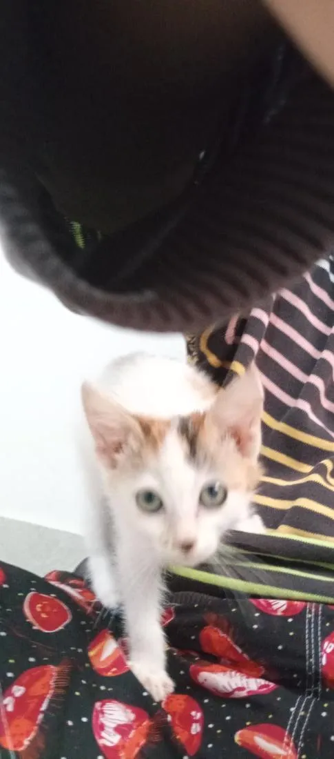 Gato raça SRD-ViraLata idade 2 a 6 meses nome sem nome