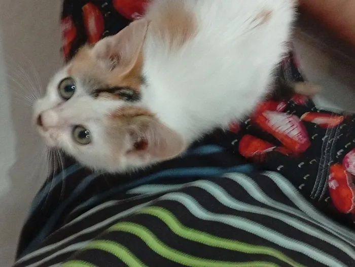 Gato raça SRD-ViraLata idade 2 a 6 meses nome sem nome