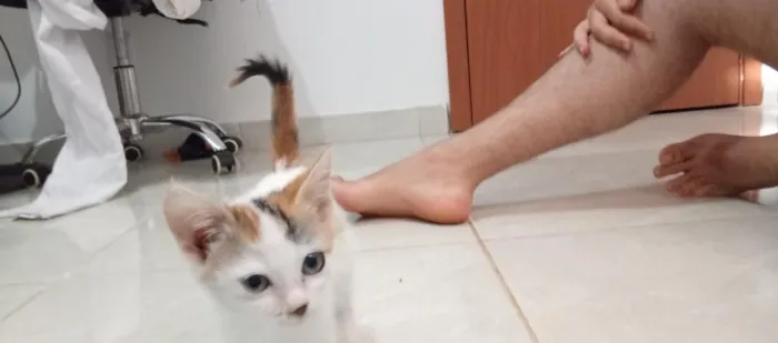 Gato raça SRD-ViraLata idade 2 a 6 meses nome sem nome