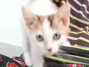 Gato raça SRD-ViraLata idade 2 a 6 meses nome sem nome