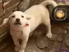 Cachorro raça SRD-ViraLata idade 2 a 6 meses nome bolota