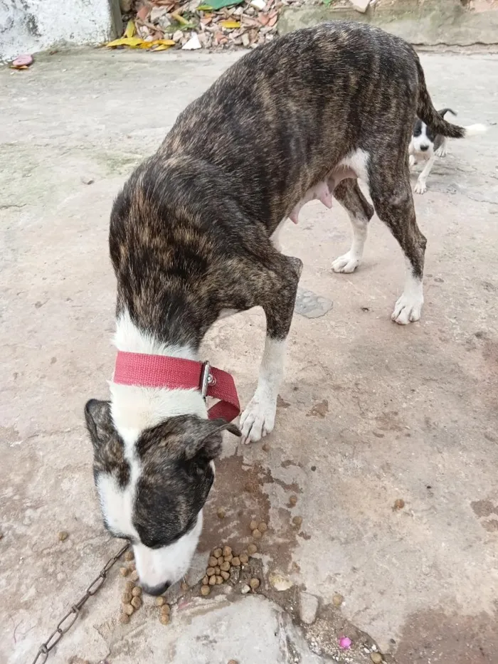 Cachorro raça Pit-Bull idade 3 anos nome preta