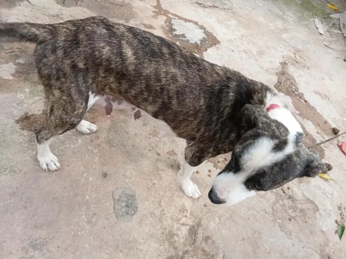 Cachorro raça Pit-Bull idade 3 anos nome preta