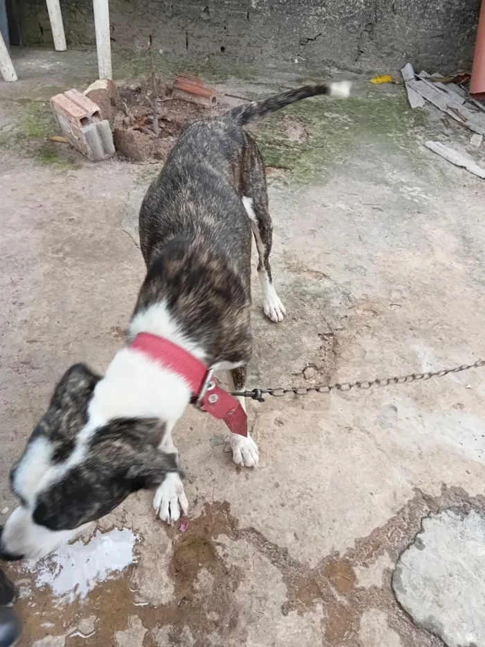 Cachorro raça Pit-Bull idade 3 anos nome preta