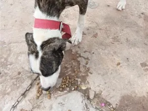 Cachorro raça Pit-Bull idade 3 anos nome preta