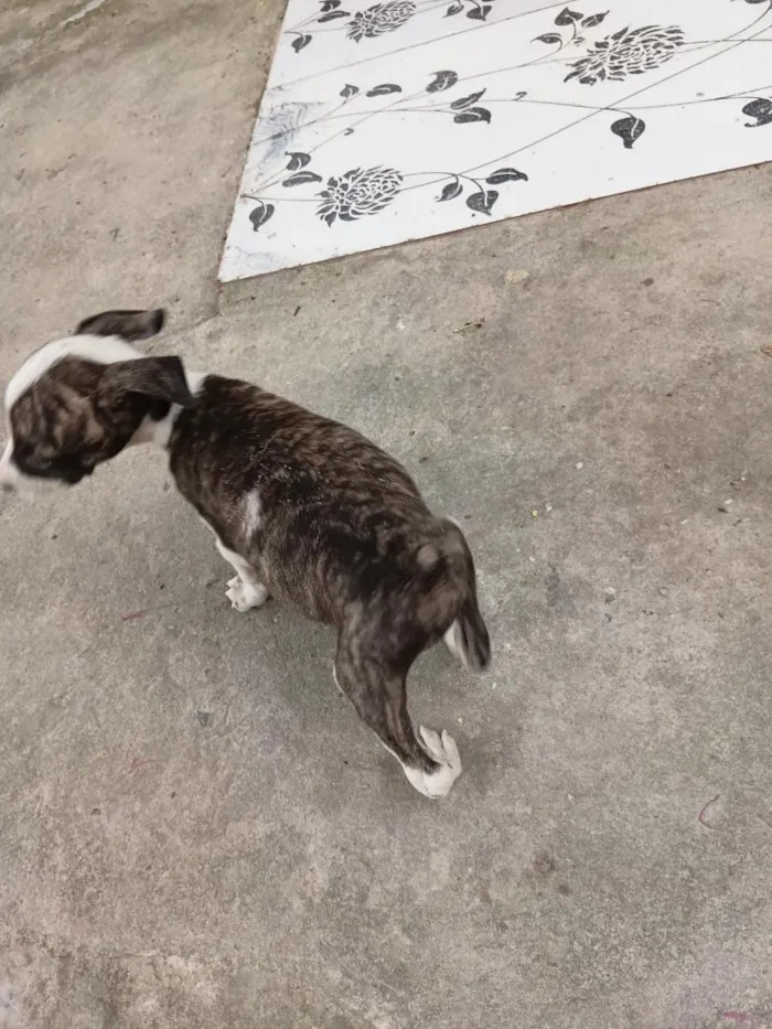 Cachorro raça Pit-Bull idade 2 a 6 meses nome sem nome