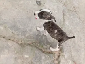Cachorro raça Pit-Bull idade 2 a 6 meses nome sem nome