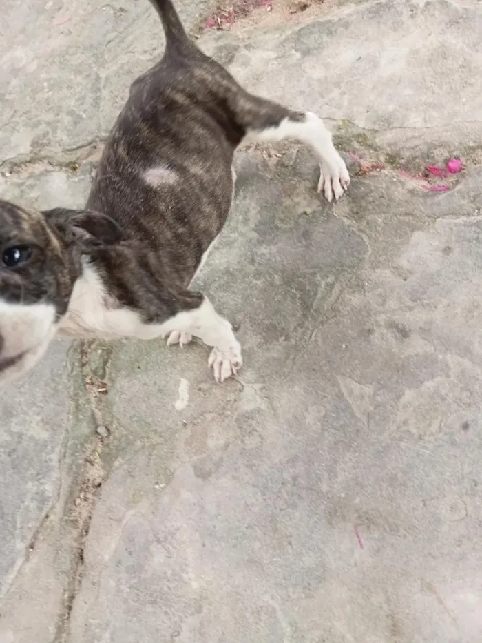Cachorro raça Pit-Bull idade 2 a 6 meses nome sem nome