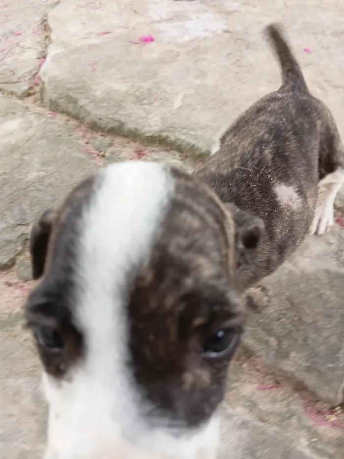 Cachorro raça Pit-Bull idade 2 a 6 meses nome sem nome