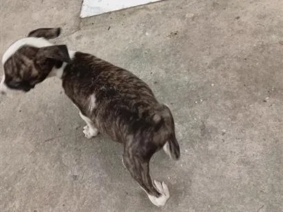 Cachorro raça Pit-Bull idade 2 a 6 meses nome sem nome