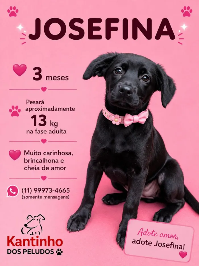 Cachorro raça SRD-ViraLata idade 2 a 6 meses nome Josefina