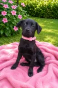 Josefina