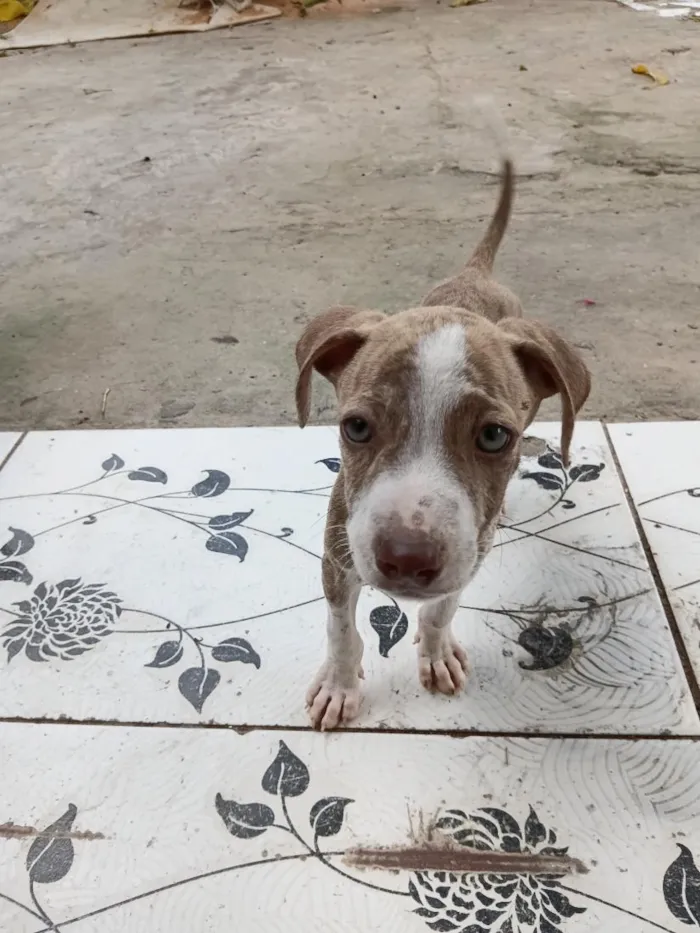 Cachorro raça SRD-ViraLata idade 2 a 6 meses nome sem nome