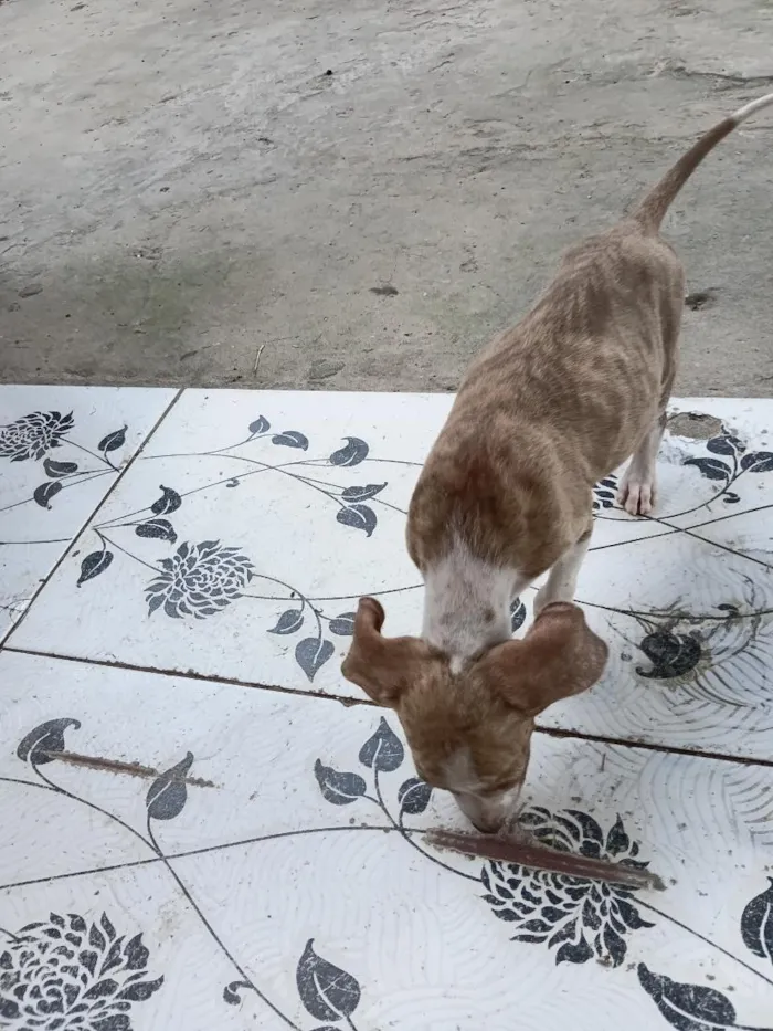 Cachorro raça SRD-ViraLata idade 2 a 6 meses nome sem nome